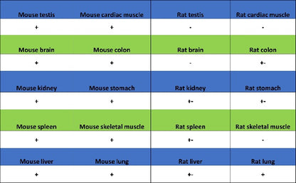 COX1/Cyclooxygenase 1 Recombinant Rabbit mAb (S-1478-48)