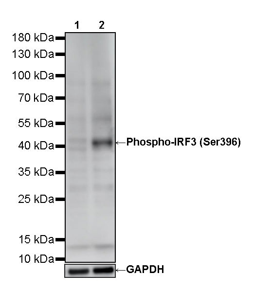 Phospho-IRF3 (Ser396) Recombinant Rabbit mAb (S-5480)
