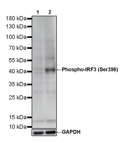 Phospho-IRF3 (Ser396) Recombinant Rabbit mAb (S-5480)