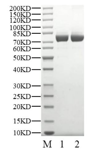 NLRP3 His-StrepII Tag Protein, Human