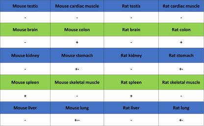 IKZF1 Recombinant Rabbit mAb (S-4176-17)