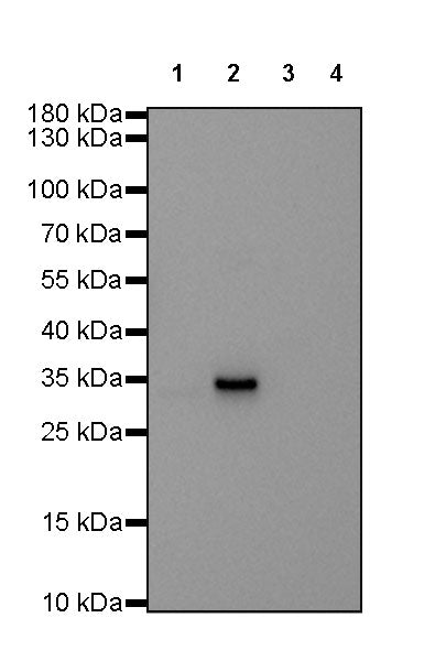 Human IgG2 F(c) Recombinant Rabbit mAb (SDT-318-75)