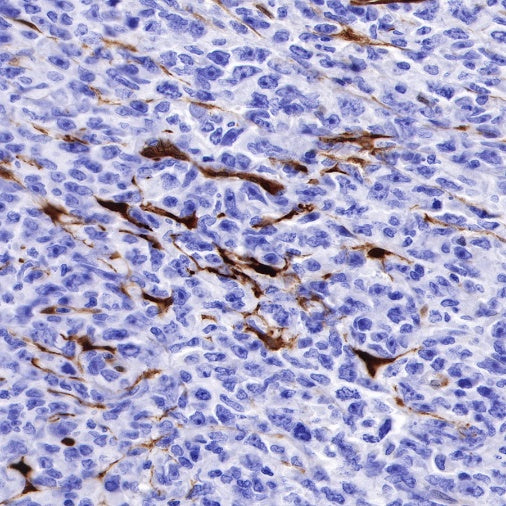 IDO1/Indoleamine 2,3-dioxygenase Recombinant Rabbit mAb (S-R225)