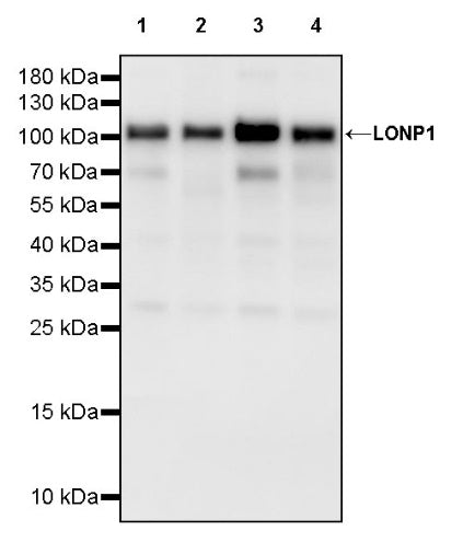 LONP1 Rabbit Polyclonal Antibody