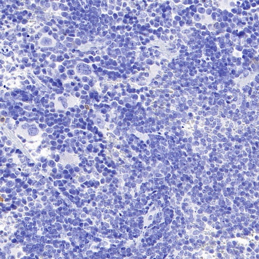 Invivo mouse IgG1 isotype control (D265A)