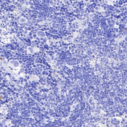 Invivo mouse IgG1 isotype control (D265A)
