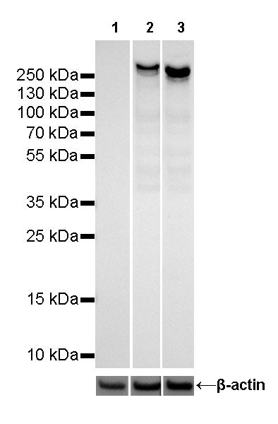 S-RMab® CD45 Recombinant Rabbit mAb,PBS Only (SDT-R035)