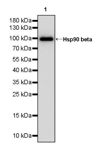 Hsp90 beta Recombinant Rabbit mAb (HRP Conjugate) (SDT-359-59)