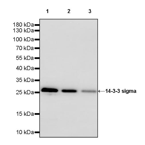 14-3-3 sigma Rabbit Polyclonal Antibody