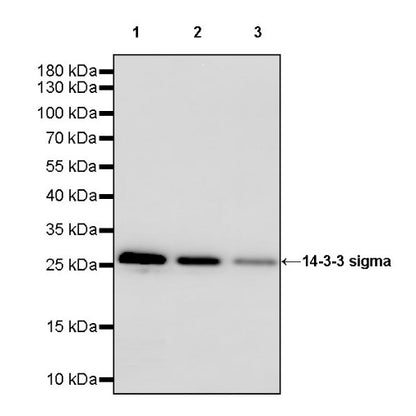 14-3-3 sigma Rabbit Polyclonal Antibody