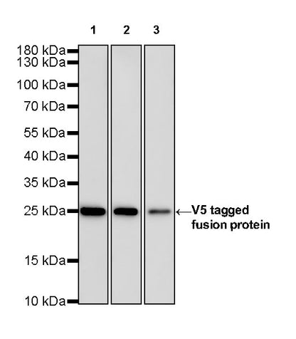 V5 Tag Mouse mAb (S-610-66)