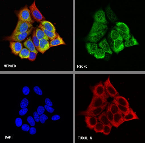 HSC70 Recombinant Rabbit mAb (S-996-65)
