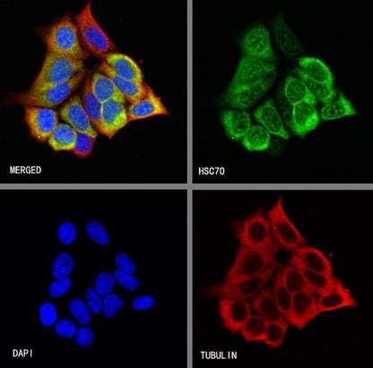 HSC70 Recombinant Rabbit mAb (S-996-65)