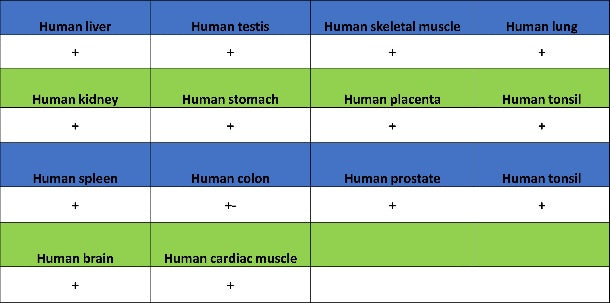 Park7/DJ-1 Recombinant Rabbit mAb (S-980-144)