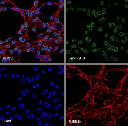 Lamin A/C Recombinant Rabbit mAb (S-5671)