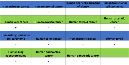 AGXT Recombinant Rabbit mAb (S-3586-30)