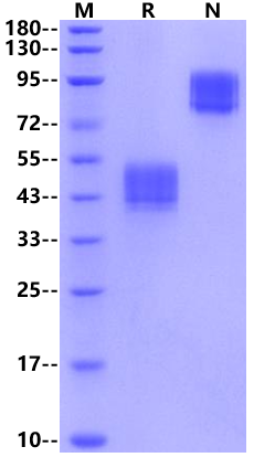 CD24 mFc Chimera Protein, Human