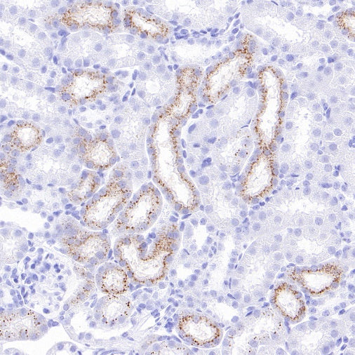 Lysozyme Rabbit Polyclonal Antibody