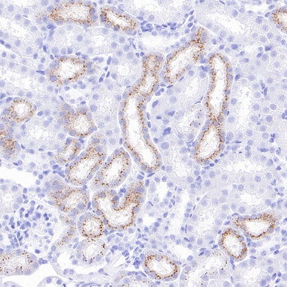 Lysozyme Rabbit Polyclonal Antibody
