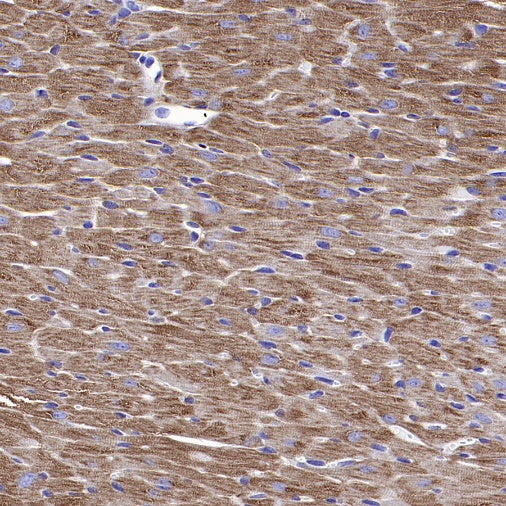 TOMM40 Rabbit Polyclonal Antibody