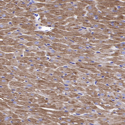 TOMM40 Rabbit Polyclonal Antibody