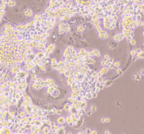 Raw264.7 Osteoclast Differentiation Cytokine Kit