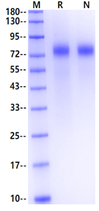 LCOR His Tag Protein, Human
