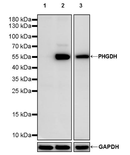 PHGDH Rabbit Polyclonal Antibody