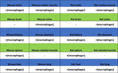 Sialoadhesin/CD169 Recombinant Rabbit mAb (SDT-3228-8)