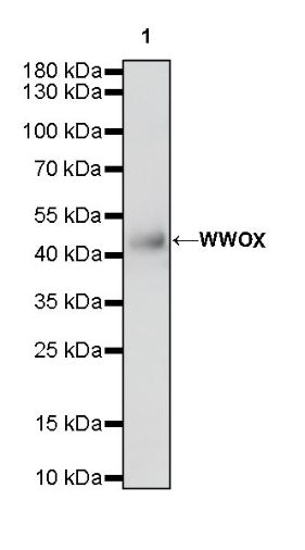 WWOX Recombinant Rabbit mAb (S-R298)
