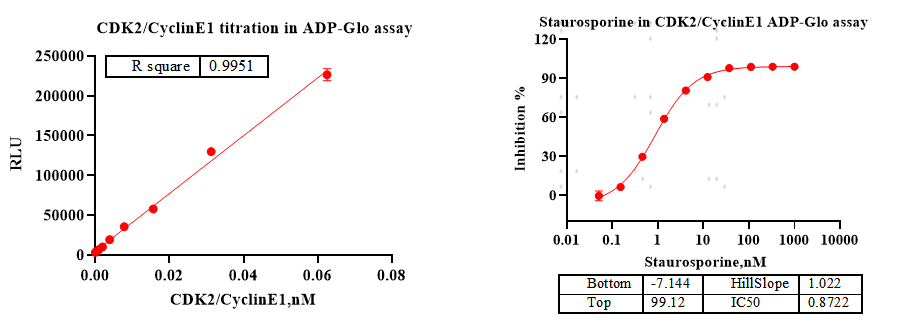 CDK2/CyclinE1 Protein,Human