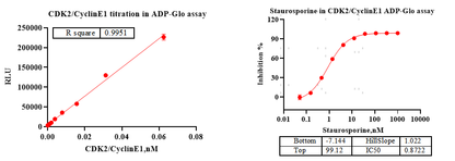 CDK2/CyclinE1 Protein,Human