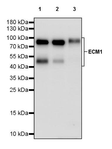 ECM1 Recombinant Rabbit mAb (S-2235-35)