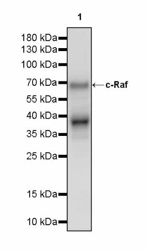 c-Raf Recombinant Rabbit mAb (S-2718-61)