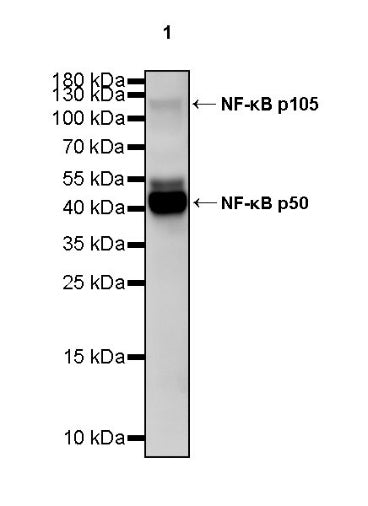 NF-κB p105/p50 Rabbit polyclonal antibody