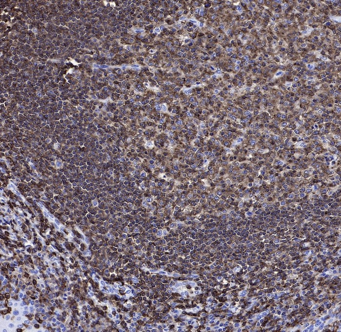 CD45 Recombinant Mouse mAb (S-429-1)