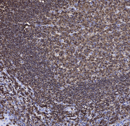 CD45 Recombinant Mouse mAb (S-429-1)