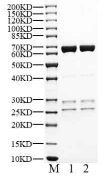 ERK1 Protein, Human