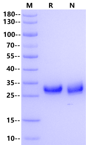 FGF-23 Protein, Human