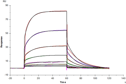 IL-1 RII/CD121b Fc Chimera Protein, Human