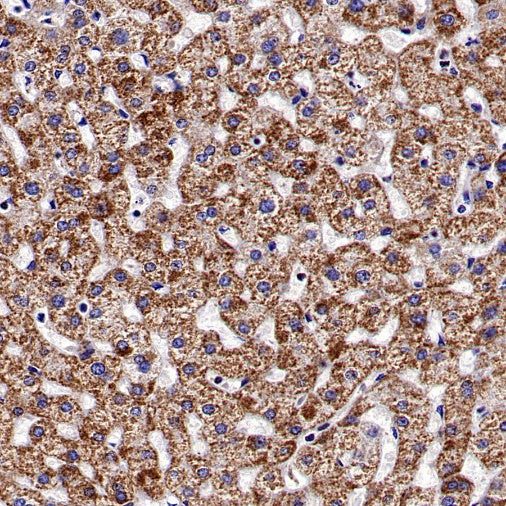 Cytochrome C Recombinant Rabbit mAb (S-2422-56)