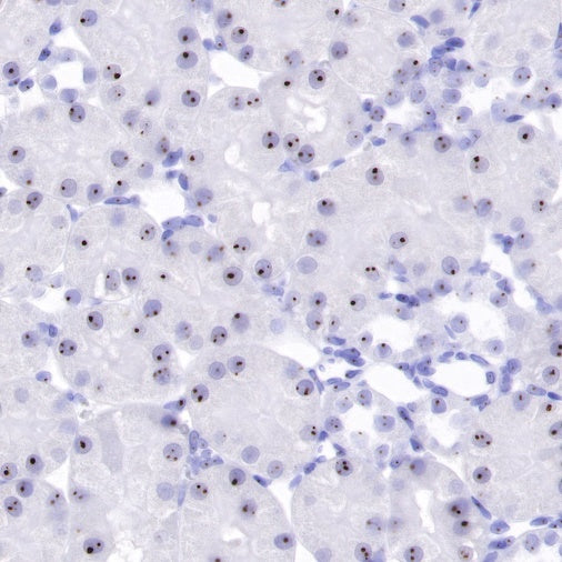 Nucleophosmin/NPM Recombinant Rabbit mAb (S-R231)