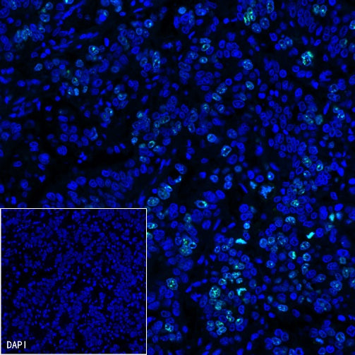 Ki67 Recombinant Rabbit mAb (Alexa Fluor® 488 Conjugate) (SDT-R459)