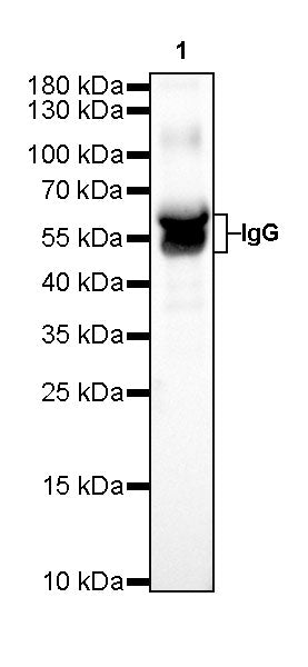 Human IgG F(c) Recombinant Rabbit mAb (SDT-318-37)