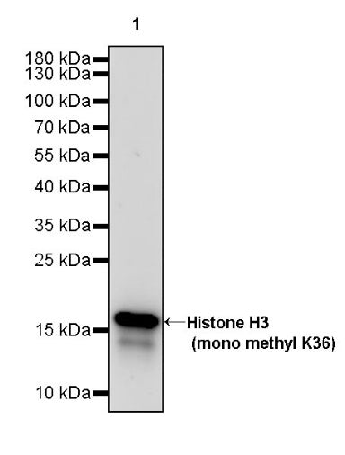 Histone H3 (mono methyl K36) Recombinant Rabbit mAb (S-R396)