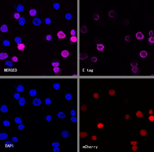 E tag Recombinant Rabbit mAb (Alexa Fluor® 647 Conjugate) (S-911-14)