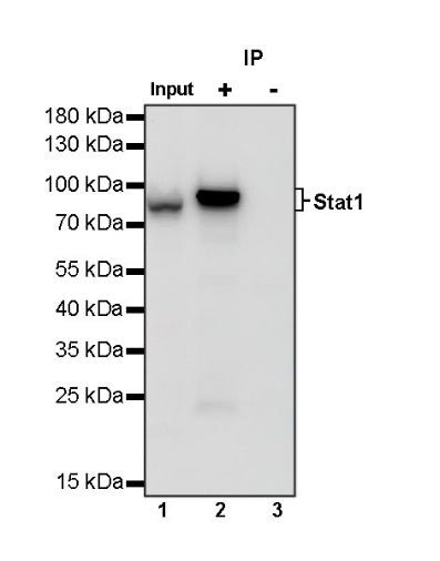 Stat1 Recombinant Rabbit mAb (S-559-91)