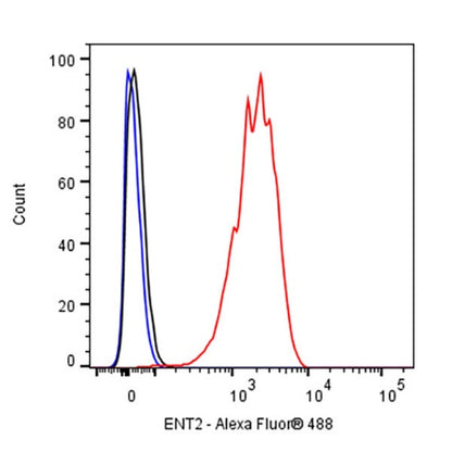 ENT2 Rabbit Polyclonal Antibody