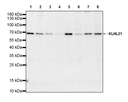 KLHL21 Recombinant Rabbit mAb (S-3460-252)