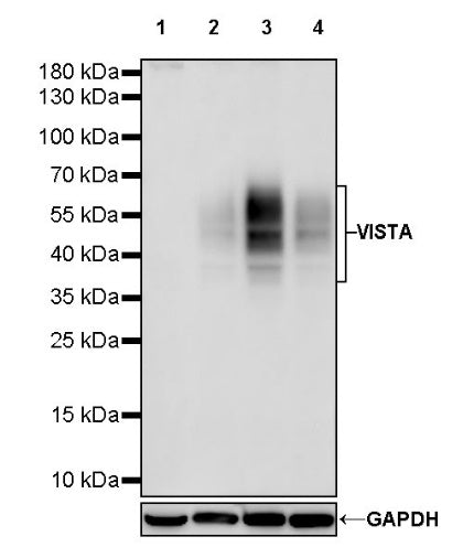 VISTA Recombinant Rabbit mAb (S-1013-5)